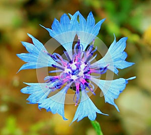 centaurea cyanus blue flower photo