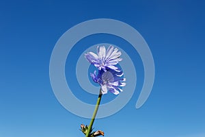 Centaurea cyanus in nature