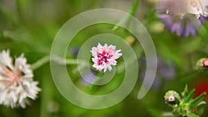 Centaurea cyanus pink, opening of the flower in a time lapse