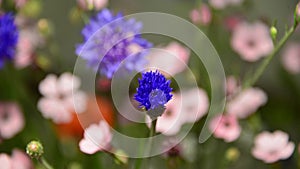 Centaurea cyanusor or known also as corn flower time lapse