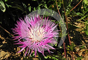 Centaurea dealbata flower photo