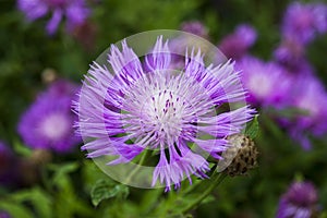 Centaurea dealbata photo