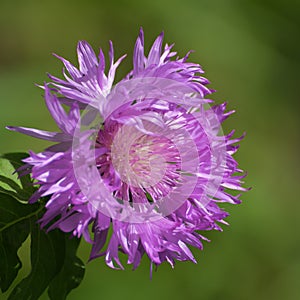 Centaurea dealbata or whitened cornflower, decorative flower in a flower bed
