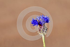 Centaurea depressa , Iranian knapweed flower