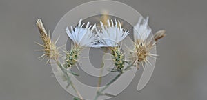 Centaurea diffusa, diffuse knapweed, white knapweed