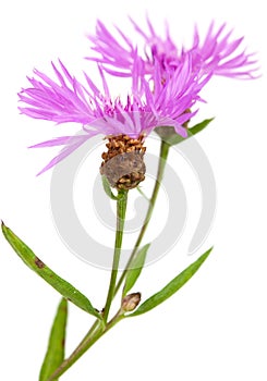 Centaurea flowers isolated on white background