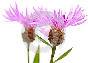 Centaurea flowers isolated on white background