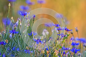 Centaurea flowers at sunset