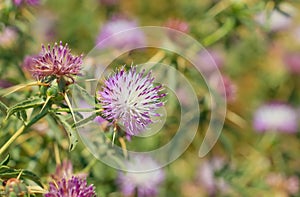 Centaurea iberica, the Iberian knapweed or Iberian star-thistle