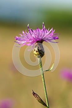 Centaurea jacea