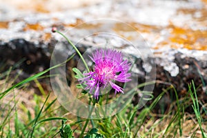 Centaurea jacea blooms on meadow among green grasss