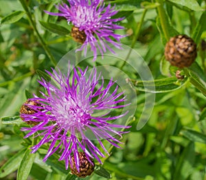 Marrone O. fiore fioritura primavera 