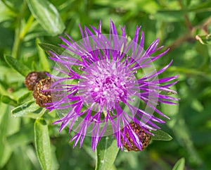 Marrone O. fiore fioritura primavera 