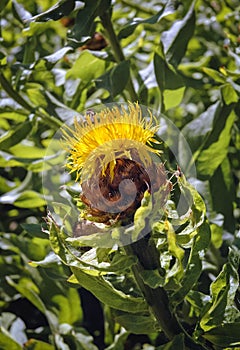 Bighead knapweed plant