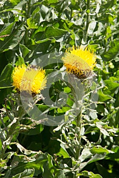 Bighead knapweed