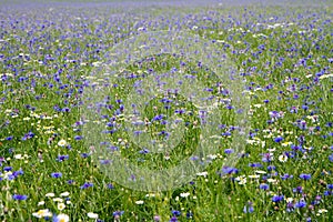 Centaurea and mayweed meadow