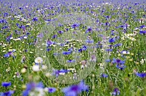 Centaurea and mayweed meadow