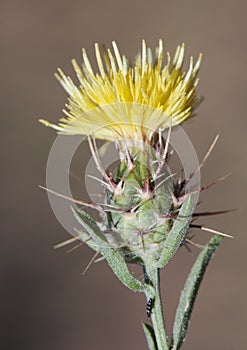 Piccolo cardo a lungo spine un Quasi cuscinetto 