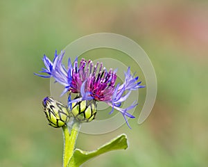 Centaurea montana photo