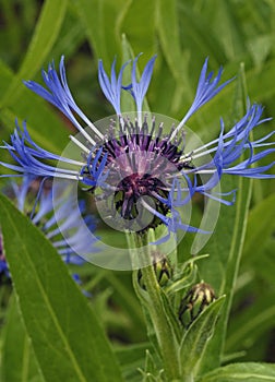 Closeup of a Single Flower of Centaurea Montana photo