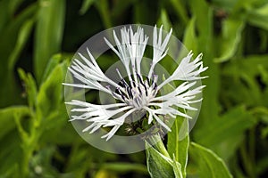 Centaurea montana `Alaba` photo