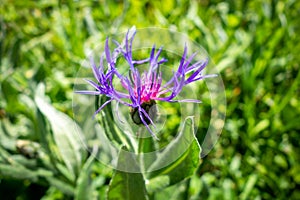 Centaurea montana flowers in Vanoise national Park, France