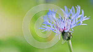 Centaurea montana, knapweed bluet flowering plant also called bachelors button. Slow motion.