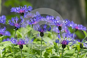 Centaurea montana mountain cornflower blue purple flowers in bloom, knapweed bluet flowering plant