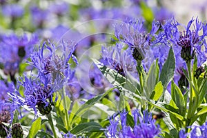 Centaurea montana mountain cornflower blue purple flowers in bloom, knapweed bluet flowering plant