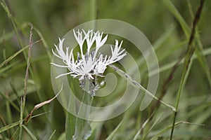 Centaurea montana. Perennial Cornflower Centaurea montana, also known as Mountain Cornflower, in flower.