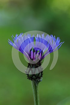 Centaurea montana, the perennial cornflower, mountain cornflower, bachelor\'s button, montane knapweed