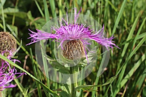 Centaurea nervosa, Compositae