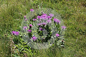 Centaurea nervosa, Compositae