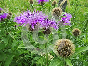 Centaurea phrygia pseudophrygia_Perueckenflockenblume