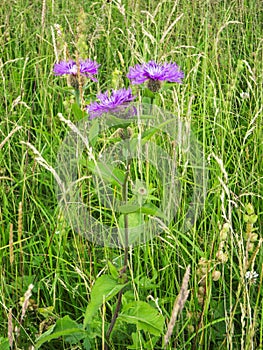 Centaurea phrygia pseudophrygia vertical