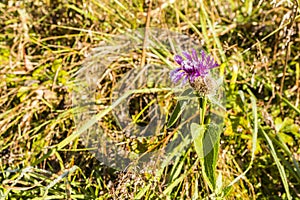 Centaurea pseudophrygia with crystals of frost