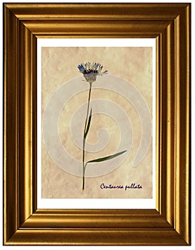 Centaurea pullata in herbarium