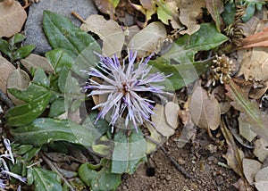 Centaurea raphanina, Crete
