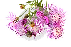 Centaurea scabiosa photo