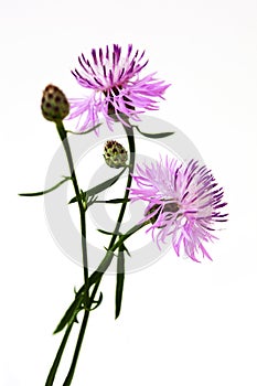 Centaurea scabiosa photo