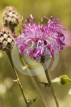 Paese affascinante viola fiore cardo famiglia sul meridionale 