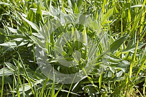 Centaurea Scabiosa or Greater Knapweed herbaceous plant for biodiversity