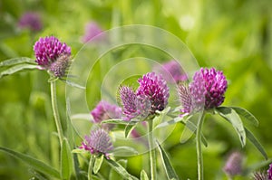 Centaurea scabiosa photo