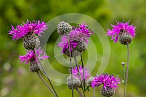 Centaurea scabiosa subsp. apiculata, Centaurea apiculata, Compositae. Wild plant shot in summer