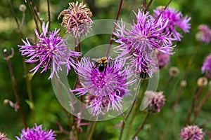 Centaurea scabiosa subsp. apiculata, Centaurea apiculata, Compositae. Wild plant shot in summer