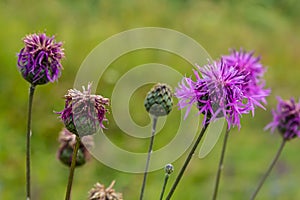 Centaurea scabiosa subsp. apiculata, Centaurea apiculata, Compositae. Wild plant shot in summer