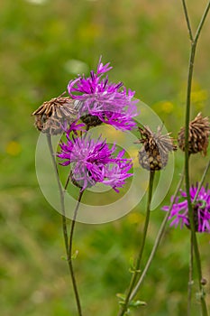 Centaurea scabiosa subsp. apiculata, Centaurea apiculata, Compositae. Wild plant shot in summer