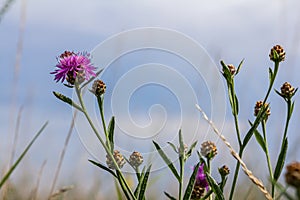 Centaurea scabiosa subsp. apiculata, Centaurea apiculata, Compositae. Wild plant shot in summer