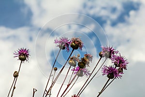 Centaurea scabiosa subsp. apiculata, Centaurea apiculata, Compositae. Wild plant shot in summer