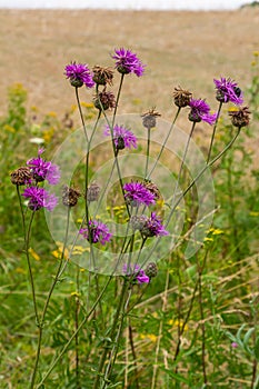 Centaurea scabiosa subsp. apiculata, Centaurea apiculata, Compositae. Wild plant shot in summer